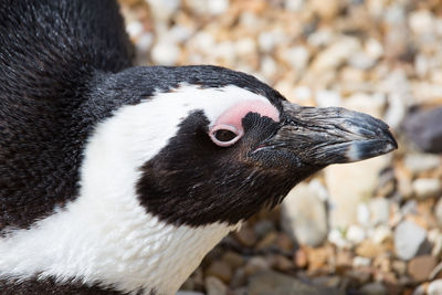 Close-up of bird