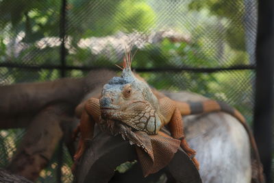 Close-up of lizard in cage at zoo