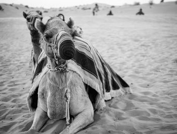 Close-up of camel in sand