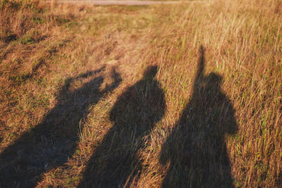 High angle view of shadow on field