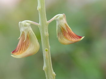 Close-up of flower bud