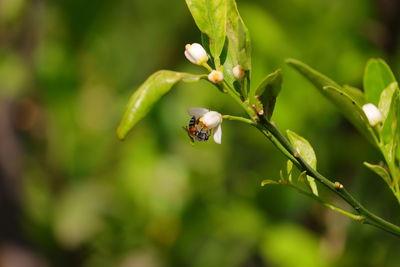 Honey bee or apis florea feeding nectar on white flower of lemon tree