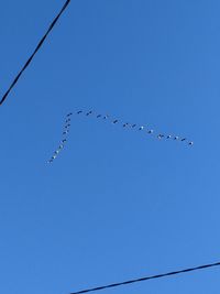 Low angle view of birds flying against clear blue sky