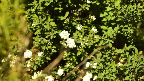 Close-up of flowering plant