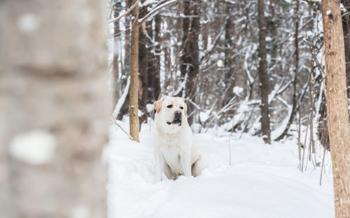 Portrait of dog in snow