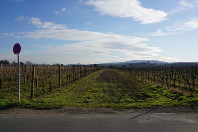 View of vineyard against sky