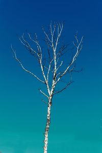 Low angle view of bare tree against clear blue sky