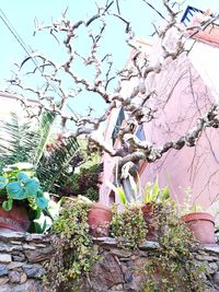 Low angle view of flower tree against sky