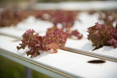 Close-up of pink flowering plant