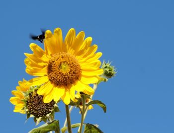 Close-up of bee on sunflower against clear blue sky