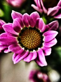 Close-up of purple flower