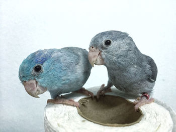 Close-up of birds against white background