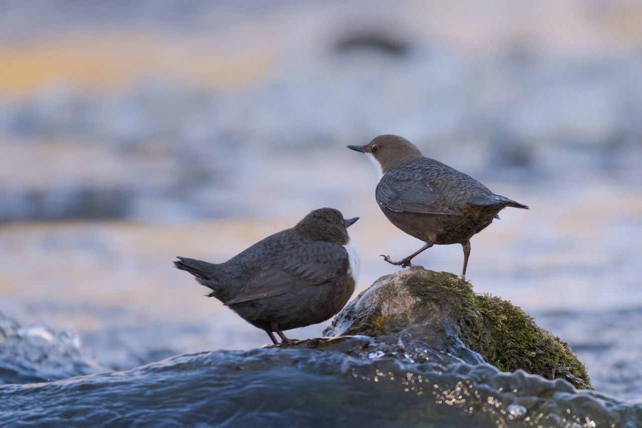 White-throated dipper