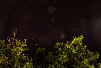 Low angle view of trees against sky at night