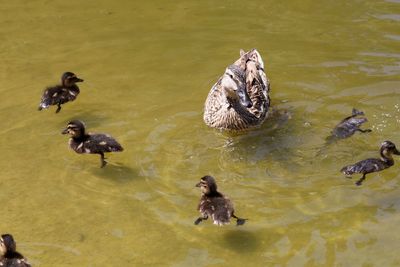 High angle view of duck and ducklings swimming in lake