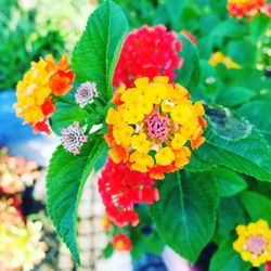 Close-up of yellow flowering plant