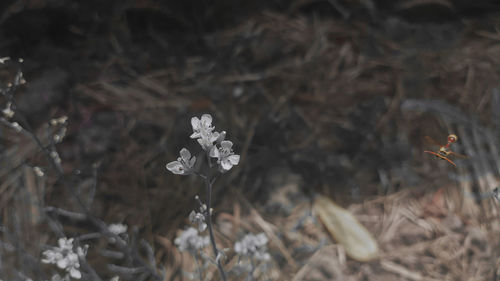 Close-up of wilted flower on field