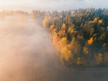 High angle view of trees in forest against sky