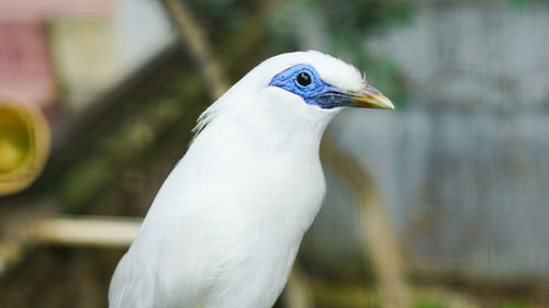 Close-up of seagull