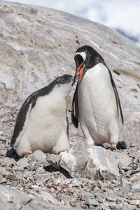 Penguin perching on rock