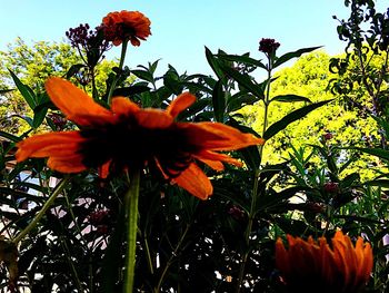 Low angle view of orange flower blooming against sky
