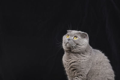 Cat looking up against black background