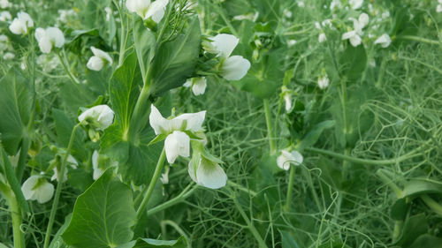 Close-up of white flowering plants on field