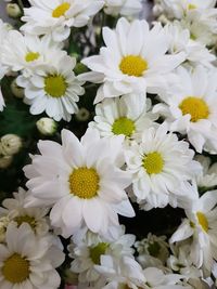 Close-up of white daisy flowers