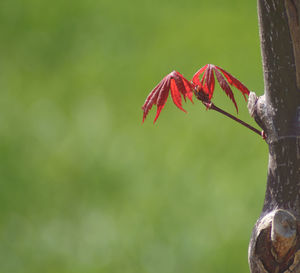 Close-up of red leaves on plant