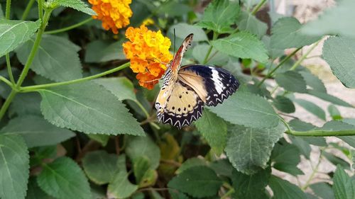 Close-up of butterfly pollinating on flower