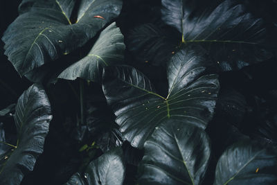 Full frame shot of wet leaves