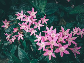 Close-up of pink flowering plants