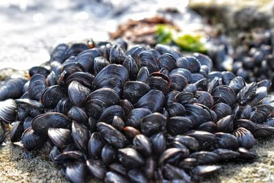 Close-up of blueberries on rock