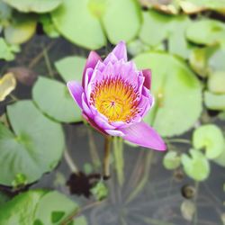 High angle view of pink water lily blooming outdoors