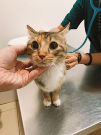 Cat with vet