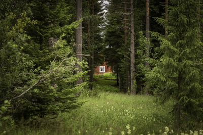 View of pine trees in forest