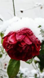 Close-up of red rose in snow