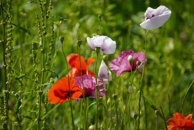Close-up of purple poppy flowers growing on field