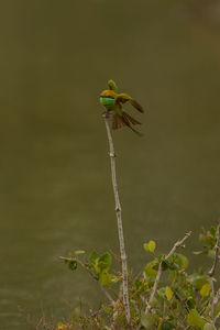 Close-up of bird perching on branch