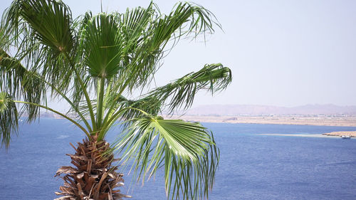 Close-up of palm tree by sea against clear sky