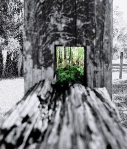 Close-up of tree trunk in forest