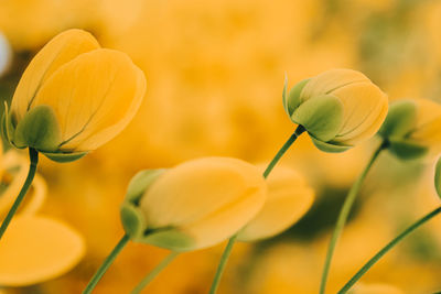 Close-up of yellow flowering plant