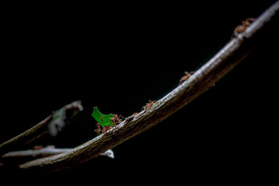 Close-up of insect on twig against black background
