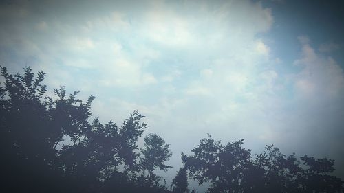 Low angle view of trees against sky