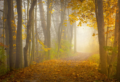 Scenic view of forest during autumn