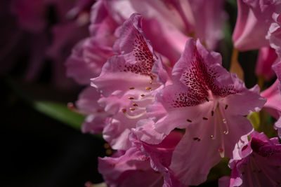 Close-up of pink rose flower