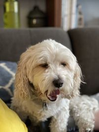 Close-up portrait of dog at home