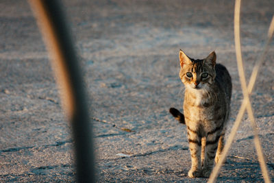 Portrait of cat standing by fence