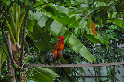 Bird perching on a plant