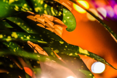 Close-up of raindrops on plant leaves